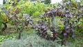 Sur la butte Montmartre 18eme arrdt  La vigne